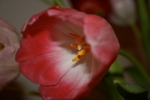 Fairytale tulips